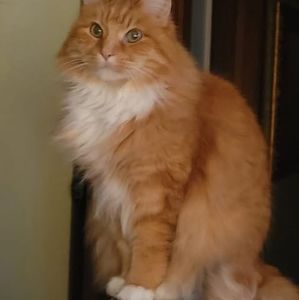 Meet your Posher, Joy